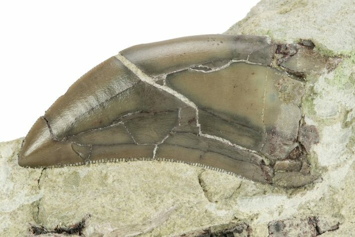 Serrated Dinosaur (Allosaurus) Tooth - Colorado #218336